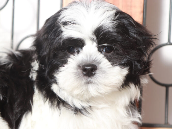 Mark - Adventurous Tri Colored Shih Tzu Puppy For Sale - Image 4