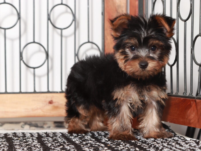 Mason- Friendly Little Male Yorkie Puppy