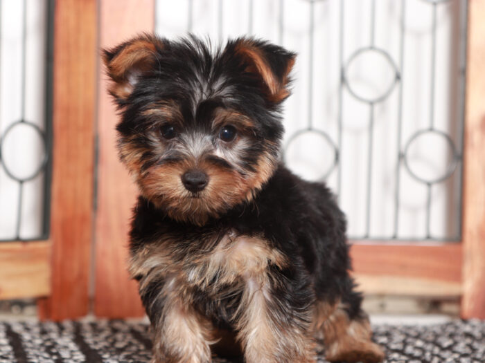 Mason- Friendly Little Male Yorkie Puppy - Image 2