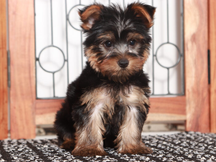 Mason- Friendly Little Male Yorkie Puppy - Image 3