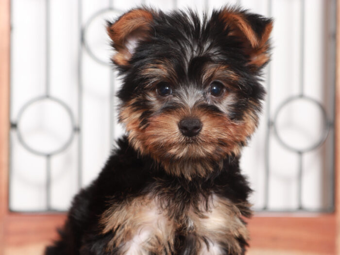 Mason- Friendly Little Male Yorkie Puppy - Image 4
