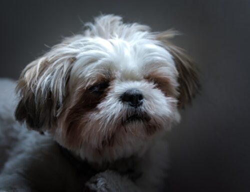 2024’s Definitive Answer: Do Shih Tzu Shed? Your Complete Guide to Shedding Bliss