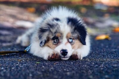 Puppy with beautiful eyes