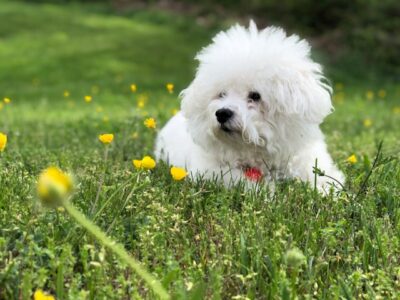 Bichon Dog Lying on Grass