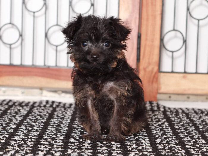 Matthew- Dapper black Male Yorkie-Poo Puppy