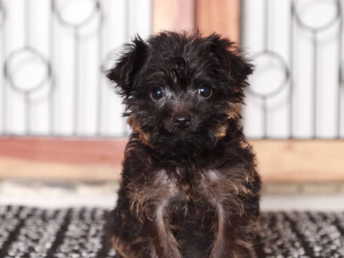 Matthew- Dapper black Male Yorkie-Poo Puppy - Image 5