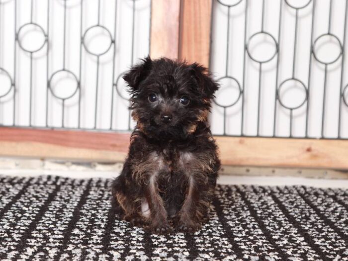 Matthew- Dapper black Male Yorkie-Poo Puppy - Image 4
