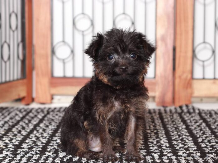 Matthew- Dapper black Male Yorkie-Poo Puppy - Image 3