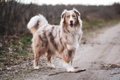 Australian shepherd itching and losing hair best sale