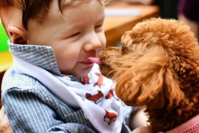 A toy poodle puppy licking a baby’s face