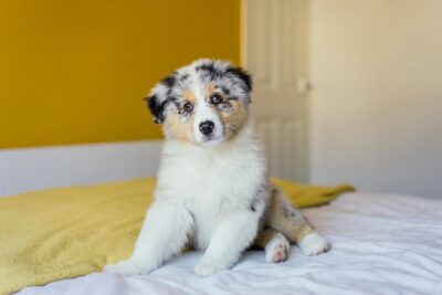 Australian Shepherd puppy on the bed