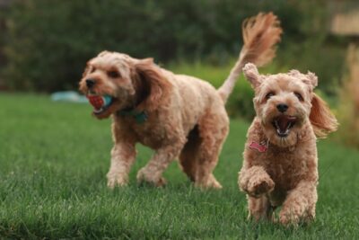 Two brown dogs playing fetch together with a ball and tongue out