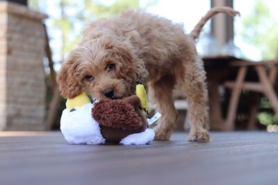 Cavapoo pup playing with a toy
