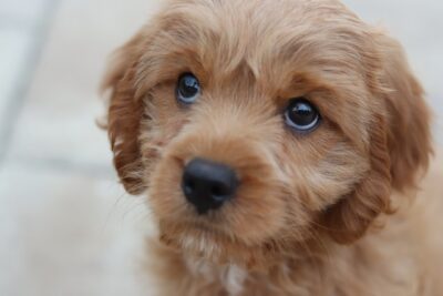 Puppy up close