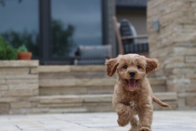 Cavapoo pup running
