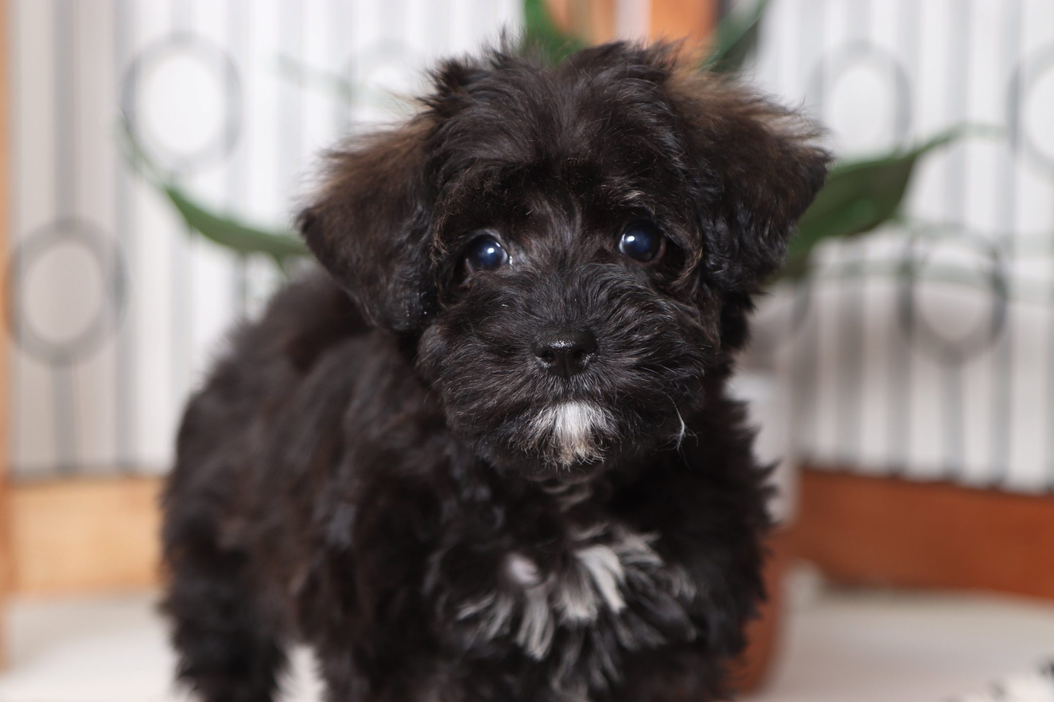 Mikey - Amazing Little Male Schnoodle Puppy - Florida ...