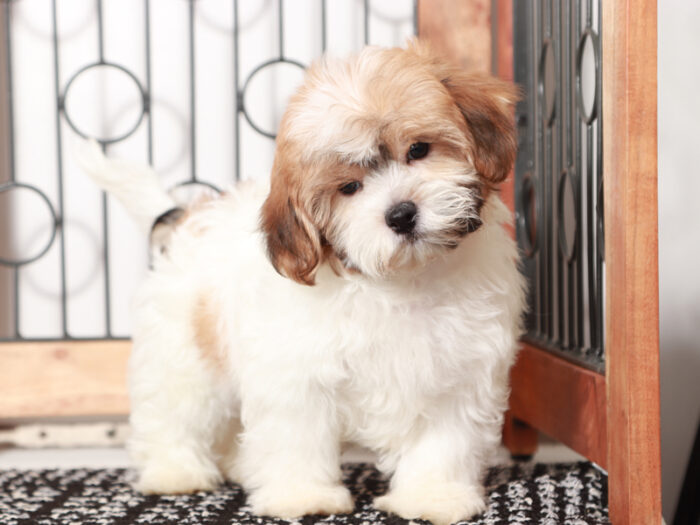 Mighty -Happy Tri-Colored Male Teddy Bear Puppy
