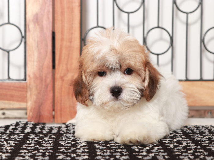 Mighty -Happy Tri-Colored Male Teddy Bear Puppy - Image 2