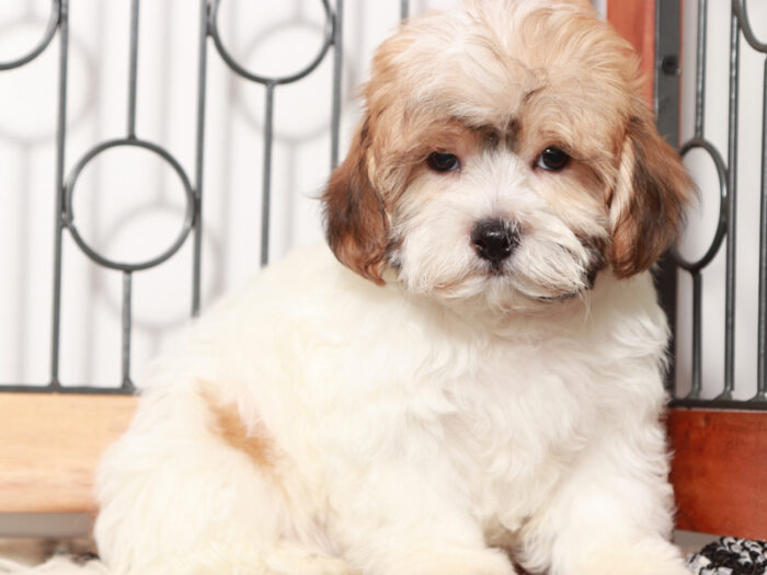 Mighty -Happy Tri-Colored Male Teddy Bear Puppy - Image 3