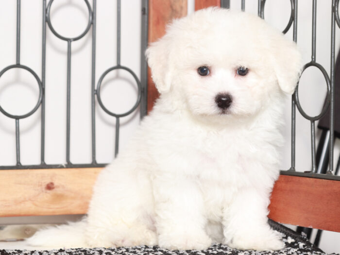 Mike - Handsome Male Bichon Frise Puppy