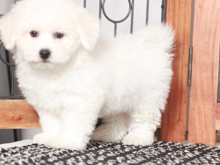 Mike - Handsome Male Bichon Frise Puppy - Image 2