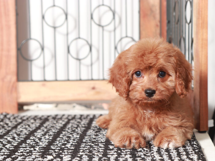 Millie - female Cavapoo Puppy For Sale