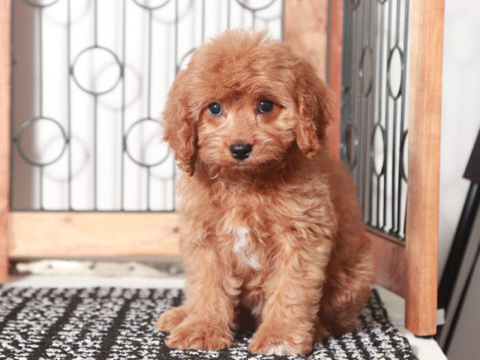 Millie - female Cavapoo Puppy For Sale - Image 2