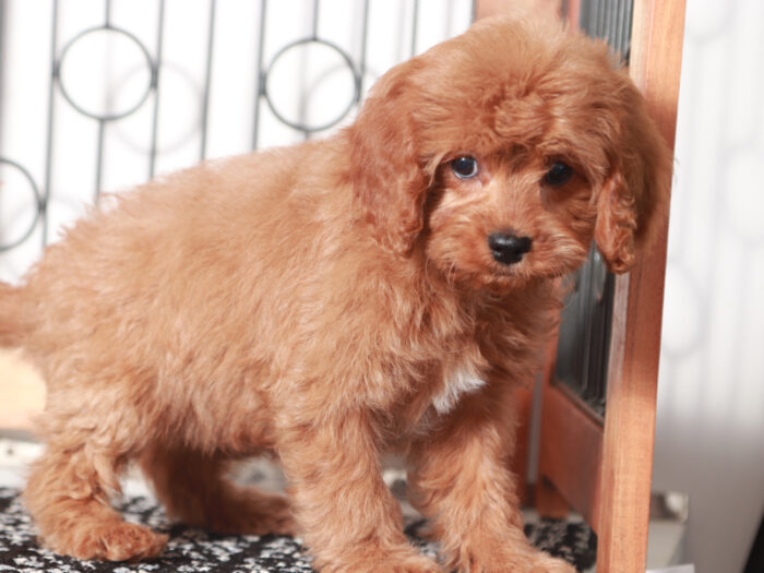 Millie - female Cavapoo Puppy For Sale - Image 4