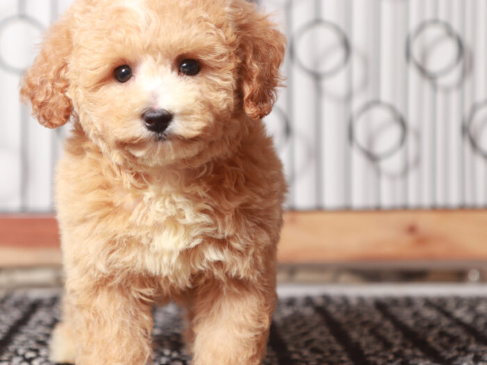 Mimi - Sweet Little F1B Female Poochon Puppy