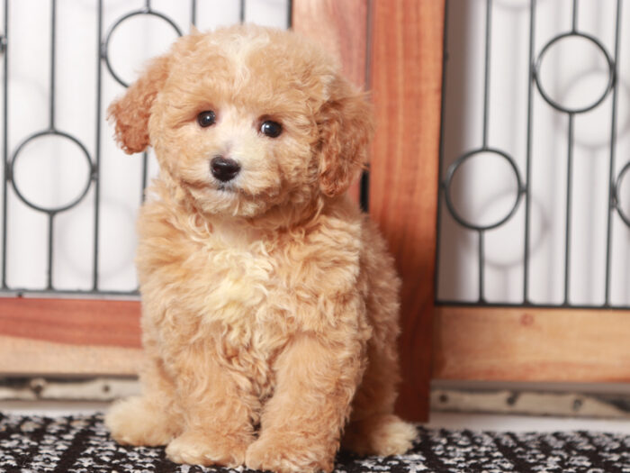 Mimi - Sweet Little F1B Female Poochon Puppy - Image 2