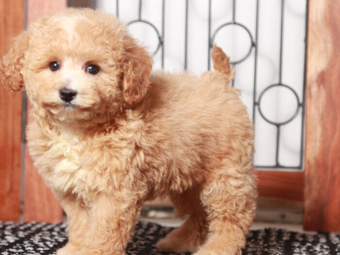 Mimi - Sweet Little F1B Female Poochon Puppy - Image 3