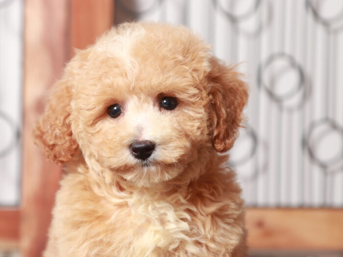 Mimi - Sweet Little F1B Female Poochon Puppy - Image 4
