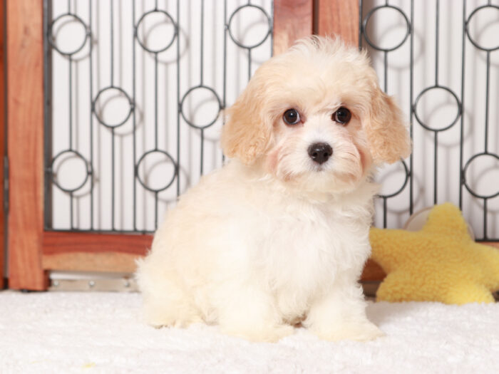 Cavachon Female Puppy