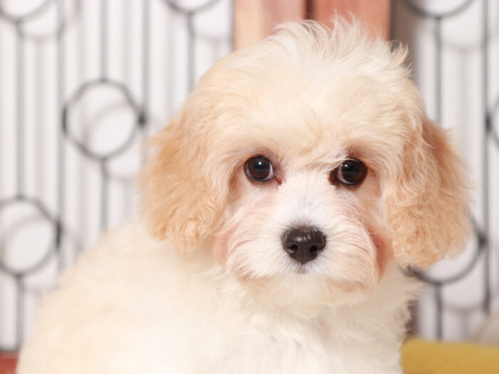 Minnie cavachon female