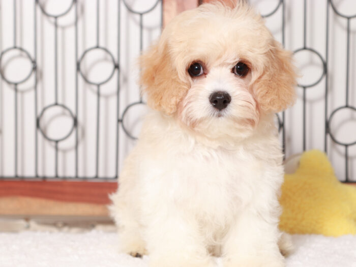 Cavachon