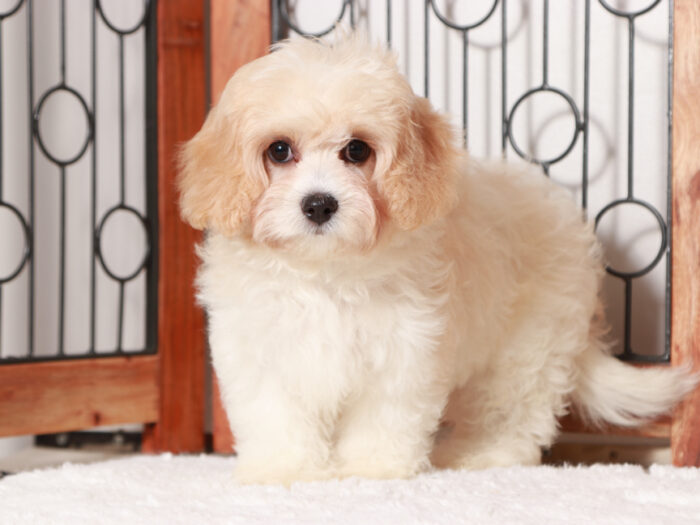 Cavachon