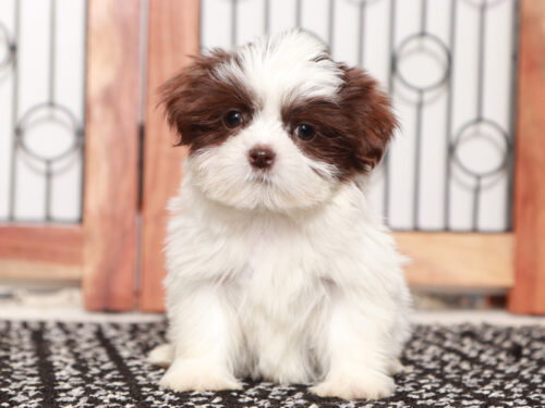 Imperial Shih Tzu Florida