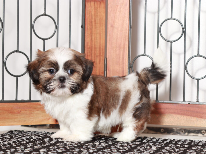 Mitch- Handsome Little Male Shih Tzu Puppy