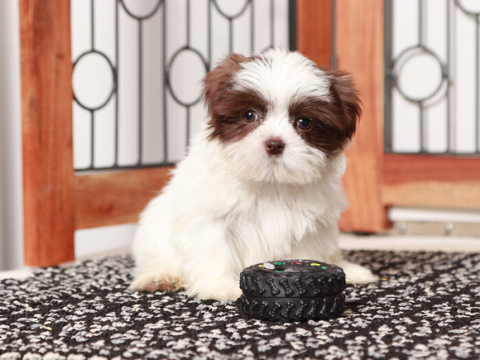 Mitch- Handsome Little Male Imperial Shih Tzu Puppy - Image 2