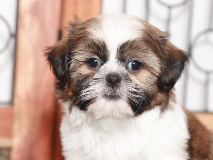 Mitch- Handsome Little Male Shih Tzu Puppy - Image 2