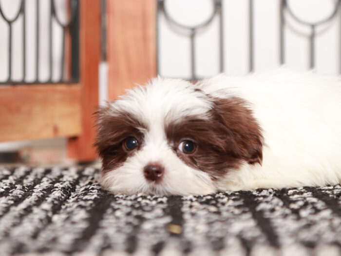 Mitch- Handsome Little Male Imperial Shih Tzu Puppy - Image 3