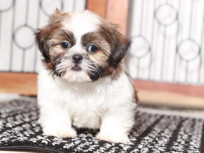 Mitch- Handsome Little Male Shih Tzu Puppy - Image 3