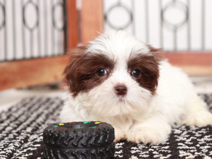 Imperial Male Shih Tzu in Florida