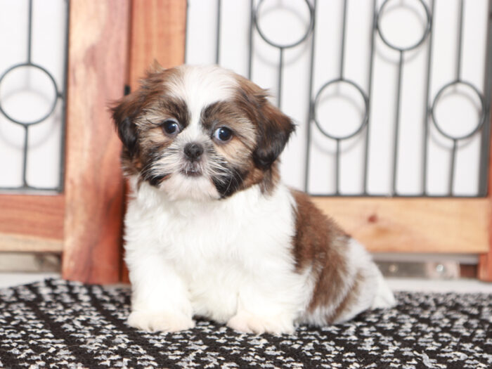 Mitch- Handsome Little Male Shih Tzu Puppy - Image 4