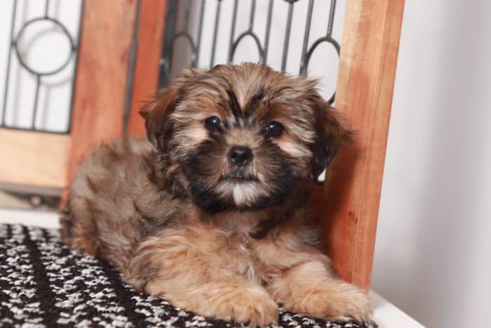 Mona - Amazing Little Brown Female Shorkie Puppy