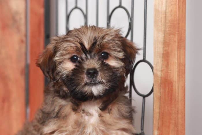 Mona - Amazing Little Brown Female Shorkie Puppy - Image 2