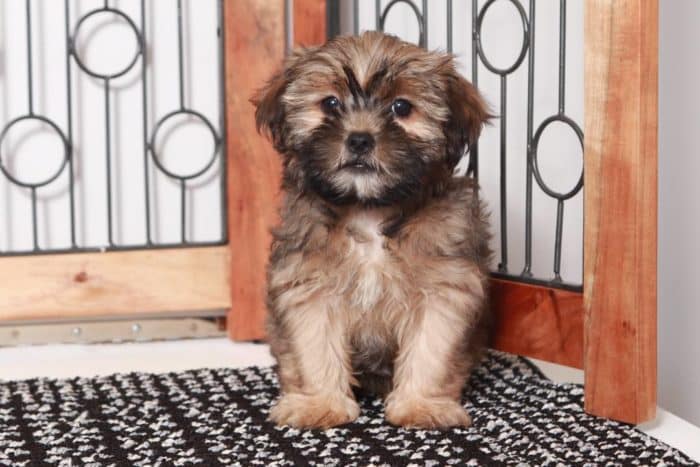 Mona - Amazing Little Brown Female Shorkie Puppy - Image 3