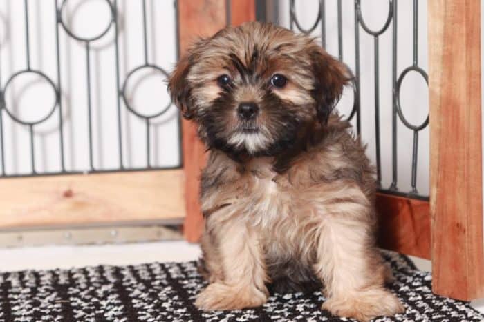 Mona - Amazing Little Brown Female Shorkie Puppy - Image 4