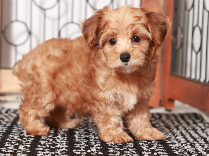 Moon- Wonderful Female Yorkie-Poo