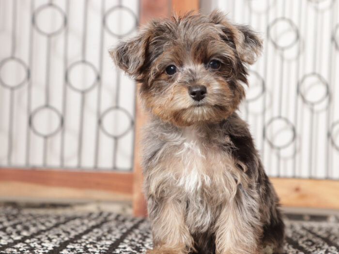 Moon- Wonderful Female Yorkie-Poo